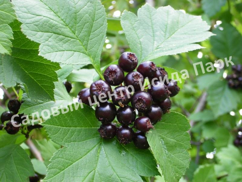 Боярышник Черный (nigra) Боярышник Черный (nigra)