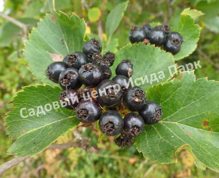 Боярышник Черный (nigra) Боярышник Черный (nigra)