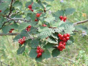 Боярышник Крупнопыльниковый (Krupnopylnikovy)