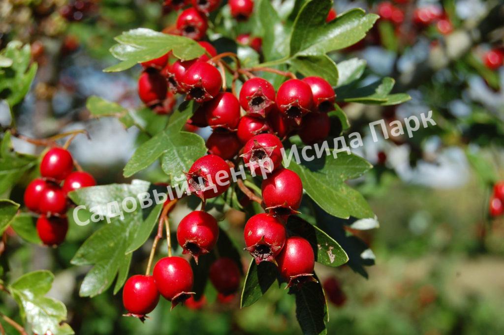 Боярышник Крымский (taurica) Боярышник Крымский (taurica)