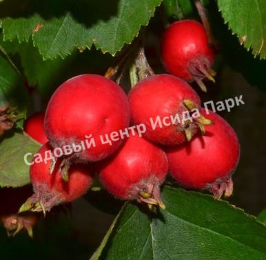 Боярышник Крымский (taurica) Боярышник Крымский (taurica)