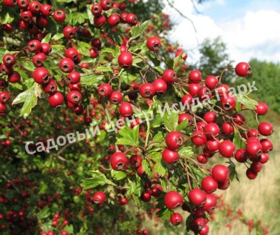 Боярышник Крымский (taurica) Боярышник Крымский (taurica)