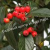 Боярышник Лавалье Карриери (Crataegus lavalleei Carrierei) 1 Боярышник Лавалье Карриери (Crataegus lavalleei Carrierei) 1