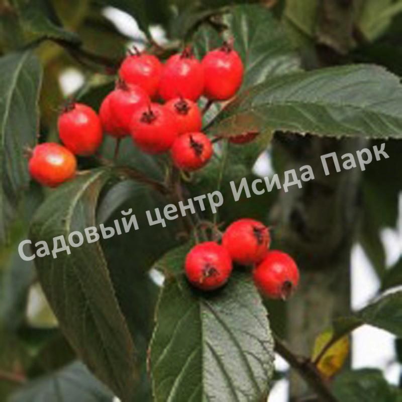 Боярышник Лавалье Карриери (Crataegus lavalleei Carrierei) Боярышник Лавалье Карриери (Crataegus lavalleei Carrierei)
