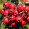 Боярышник Лавалье Карриери (Crataegus lavalleei Carrierei) 2 Боярышник Лавалье Карриери (Crataegus lavalleei Carrierei) 2