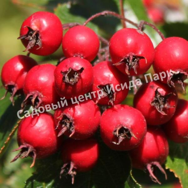 Боярышник Лавалье Карриери (Crataegus lavalleei Carrierei) Боярышник Лавалье Карриери (Crataegus lavalleei Carrierei)