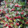 Боярышник Лавалье Карриери (Crataegus lavalleei Carrierei) 4 Боярышник Лавалье Карриери (Crataegus lavalleei Carrierei) 4
