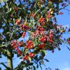 Боярышник Лавалье Карриери (Crataegus lavalleei Carrierei) 3 Боярышник Лавалье Карриери (Crataegus lavalleei Carrierei) 3