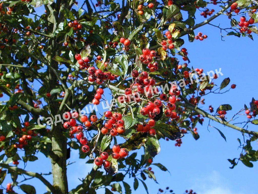 Боярышник Лавалье Карриери (Crataegus lavalleei Carrierei) Боярышник Лавалье Карриери (Crataegus lavalleei Carrierei)
