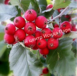 Боярышник Мягкий (mollis)