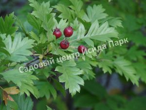 Боярышник Перистонадрезанный (pinnately incised)