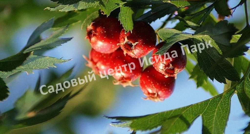 Боярышник Ваттиана (Wattiana) Боярышник Ваттиана (Wattiana)