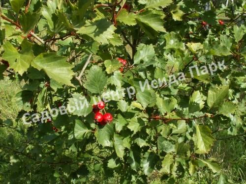 Боярышник Вееровидный (fan-shaped) Боярышник Вееровидный (fan-shaped)