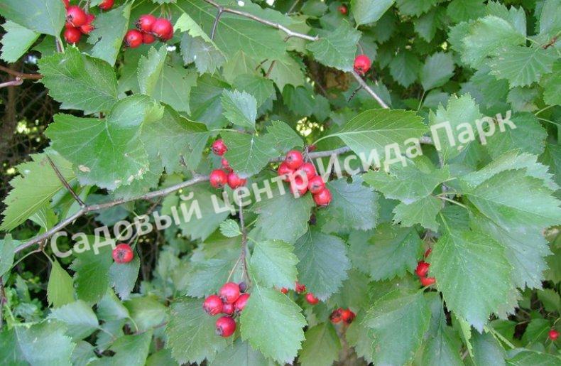 Боярышник Вееровидный (fan-shaped) Боярышник Вееровидный (fan-shaped)