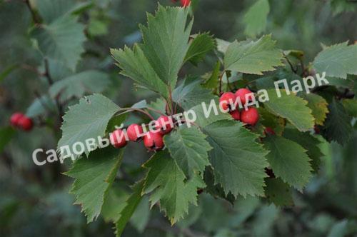 Боярышник Вееровидный (fan-shaped) Боярышник Вееровидный (fan-shaped)