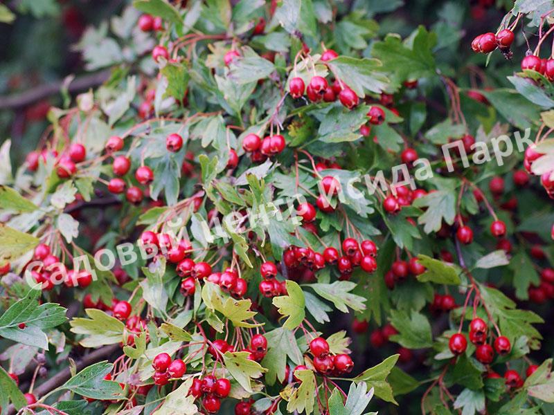 Боярышник Вееровидный (fan-shaped) Боярышник Вееровидный (fan-shaped)