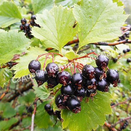 Боярышник Зеленомясый Зелёномякотный (Crataégus chlorosárca) Боярышник Зеленомясый Зелёномякотный (Crataégus chlorosárca)