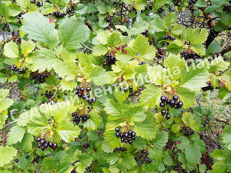 Боярышник Зеленомясый Зелёномякотный (Crataégus chlorosárca) Боярышник Зеленомясый Зелёномякотный (Crataégus chlorosárca)