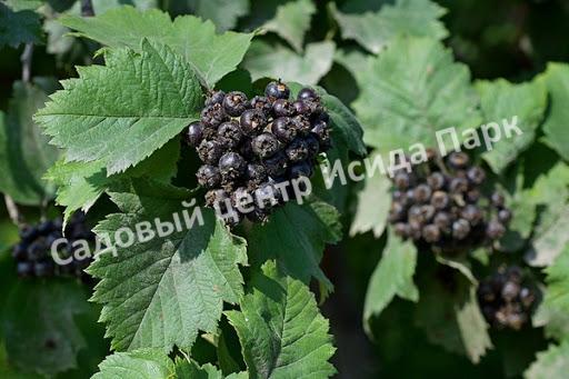 Боярышник Зеленомясый Зелёномякотный (Crataégus chlorosárca) Боярышник Зеленомясый Зелёномякотный (Crataégus chlorosárca)