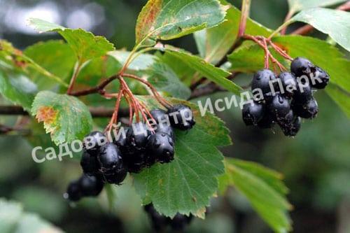 Боярышник Зеленомясый Зелёномякотный (Crataégus chlorosárca) Боярышник Зеленомясый Зелёномякотный (Crataégus chlorosárca)