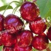 Черешня Гронкавая 4