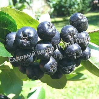 Боярышник Черный (nigra) Боярышник Черный (nigra)
