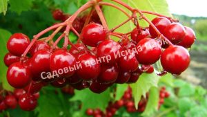 Калина Вигоровская