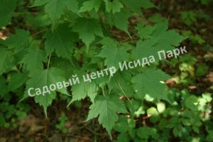 Клен Бородатый
