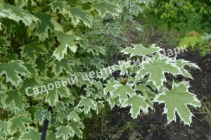 Клен Друммонди