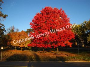 Клен Канадский