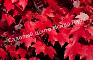 Клен Красный