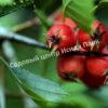 Боярышник Крупноколючковый (macracantha) 5