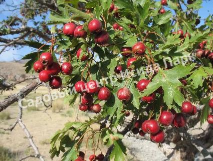 Боярышник Крымский (taurica) Боярышник Крымский (taurica)