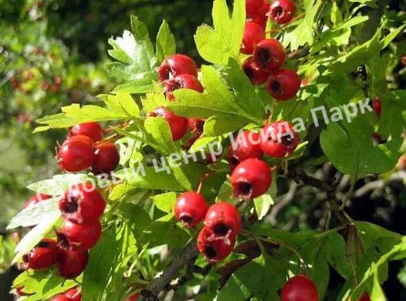 Боярышник Крымский (taurica) Боярышник Крымский (taurica)