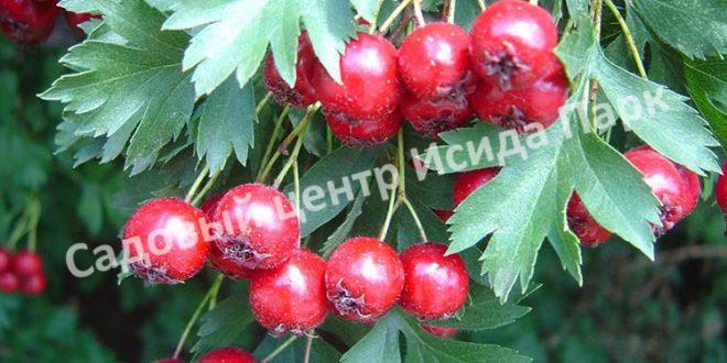 Боярышник Крымский (taurica) Боярышник Крымский (taurica)