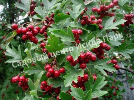 Боярышник Крымский (taurica) Боярышник Крымский (taurica)