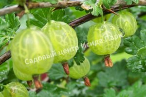 Крыжовник Малахит