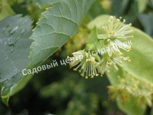 Липа Бегониелистная