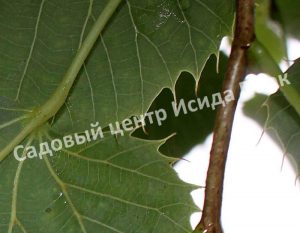 Липа Генри