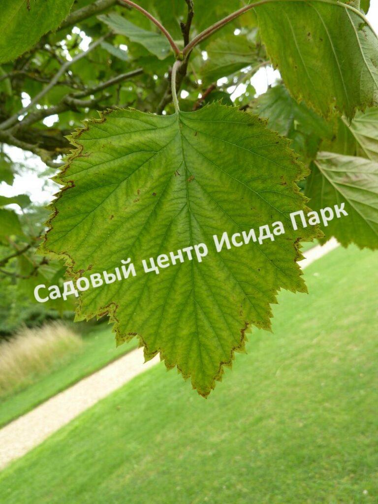 Боярышник Мягкий (mollis)