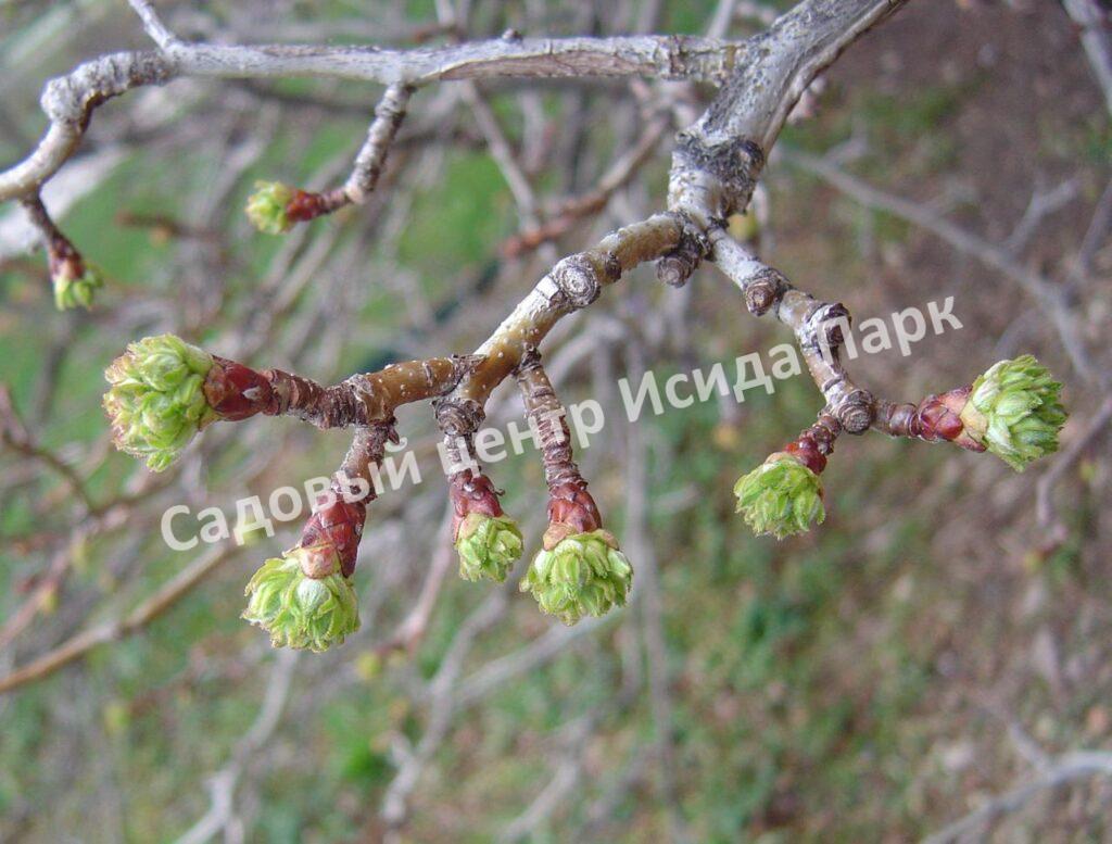 Боярышник Мягкий (mollis)
