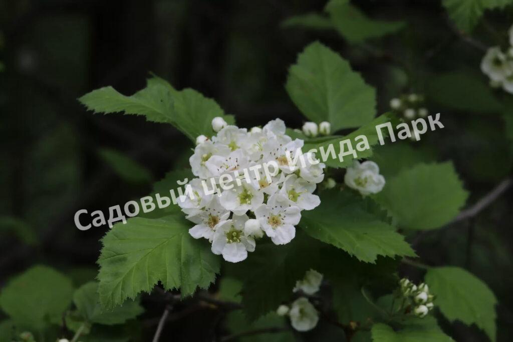 Боярышник Мягковатый полумягкий (submollis)