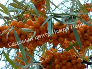 Облепиха Ботаническая