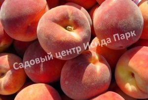 Персик Коллинз