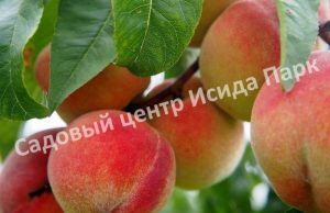 Персик Кремлевский
