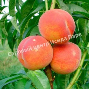 Персик Майский цветок