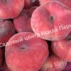 Персик Никитский плоский 1