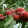 Персик Никитский плоский 4