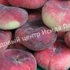 Персик Никитский плоский 3