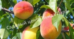 Персик Советский